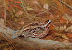 quail.jpg (23571 bytes)